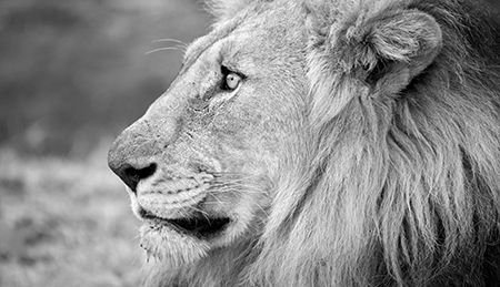 Black and white photo of a lion representing Lions of Illinois Foundation Endowment Fund